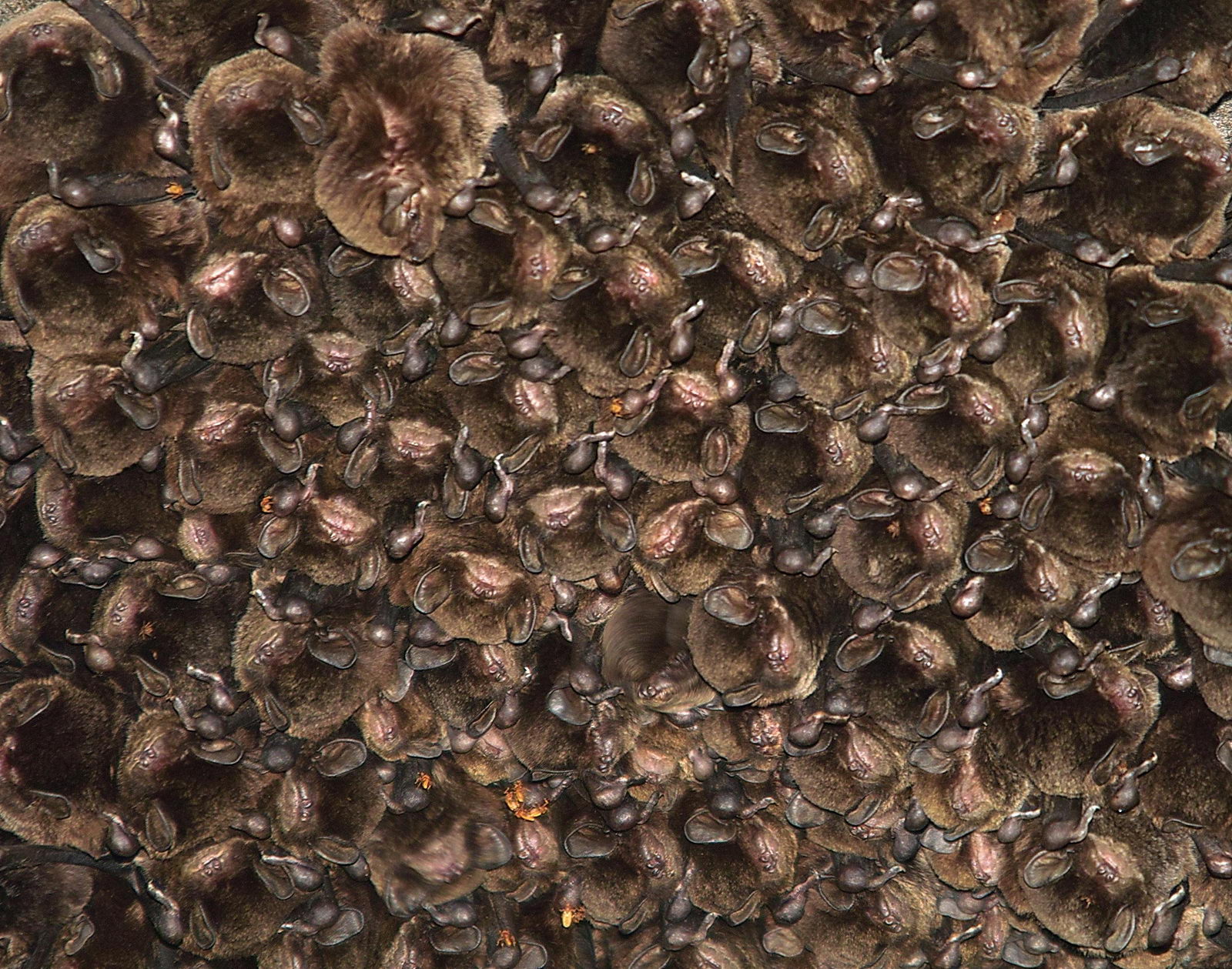 Bats! - Hanging Room Only