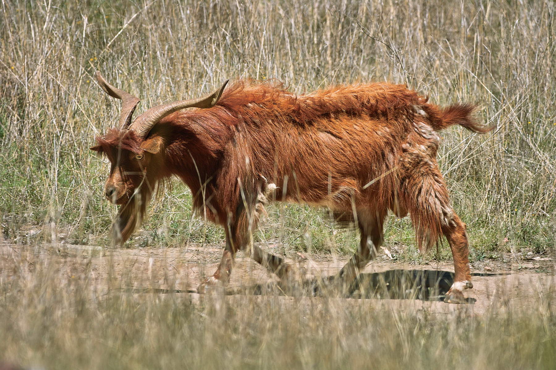 Feral Goat