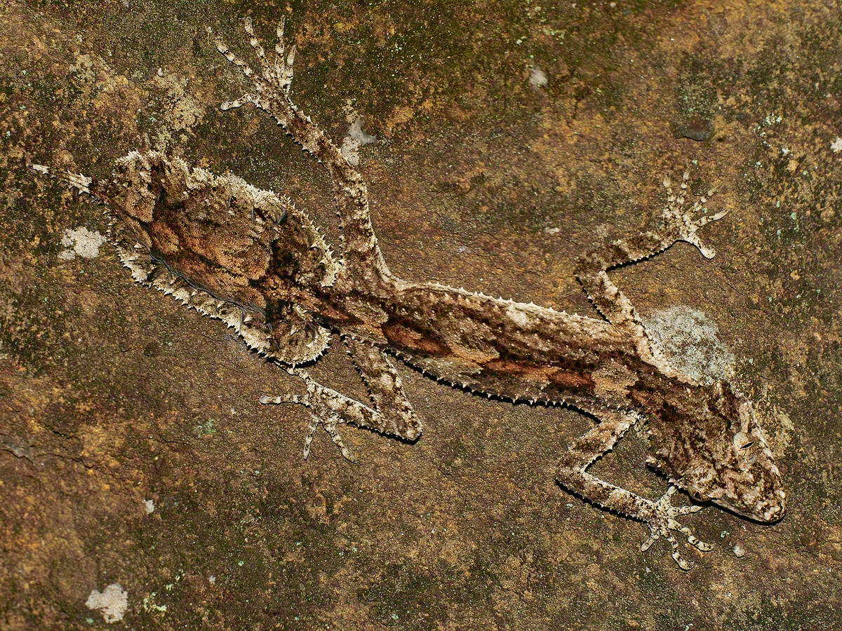 Leaf Tailed Gecko - Saltuarius salebrosus