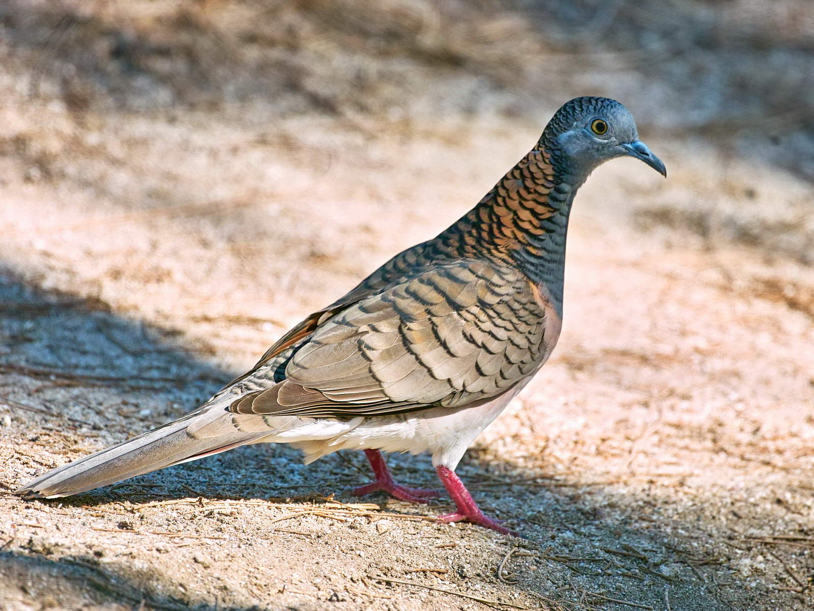 Bar Shouldered Dove