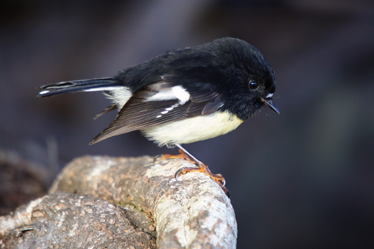 MaleTomTit