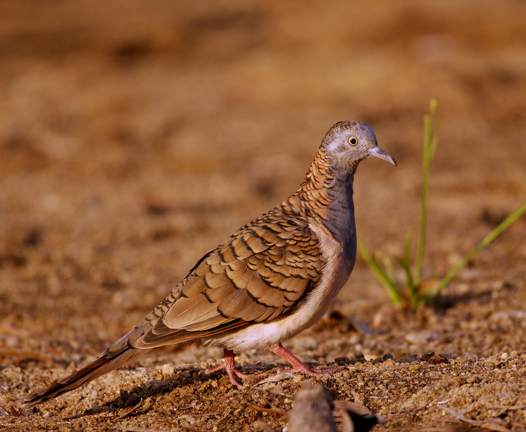 Bar Shouldered Dove