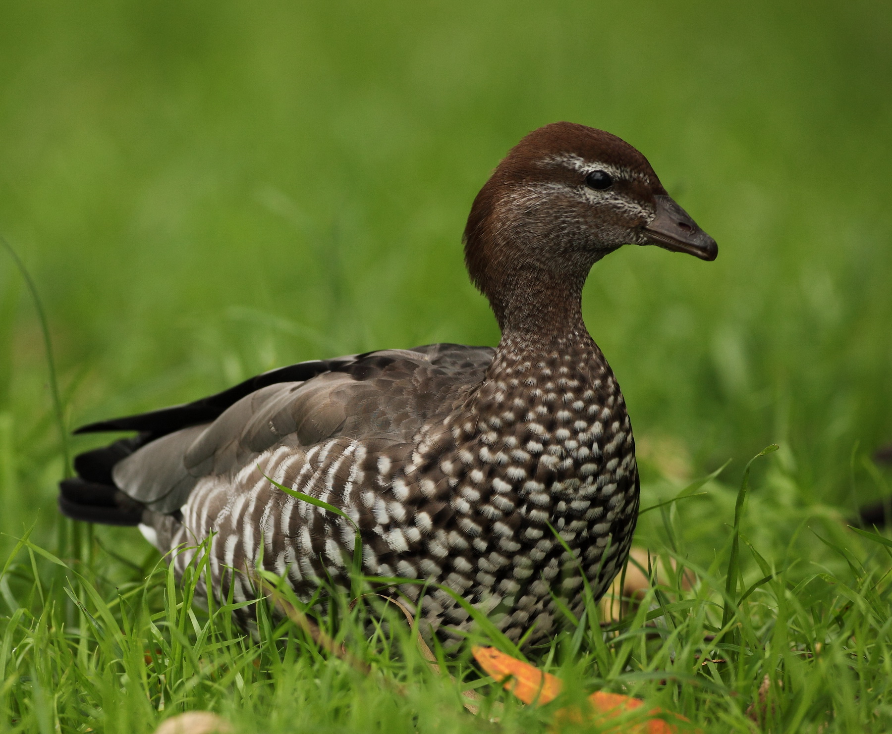 Wood Duck - Female