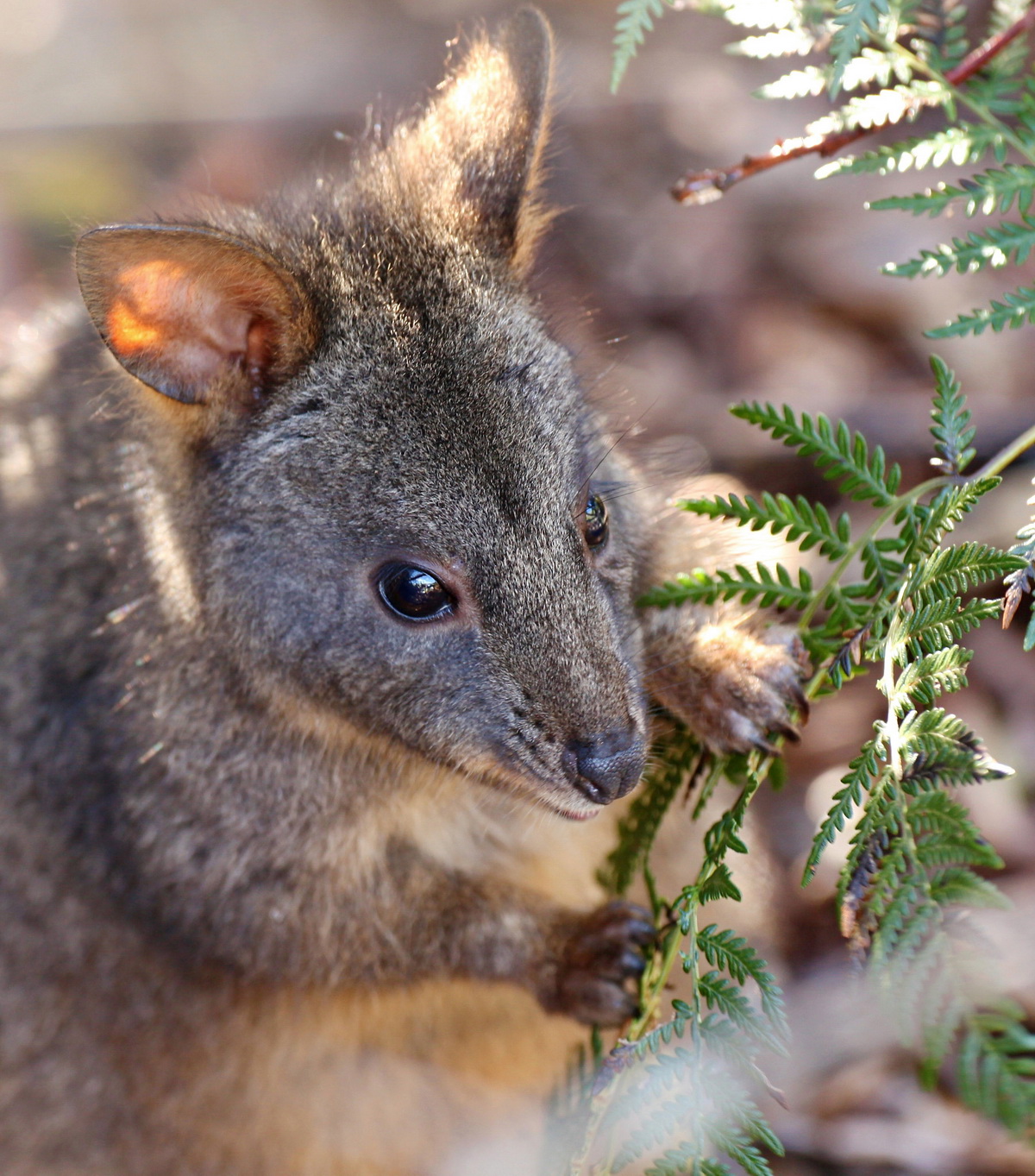 Small Wallaby Feeding on Bracken
