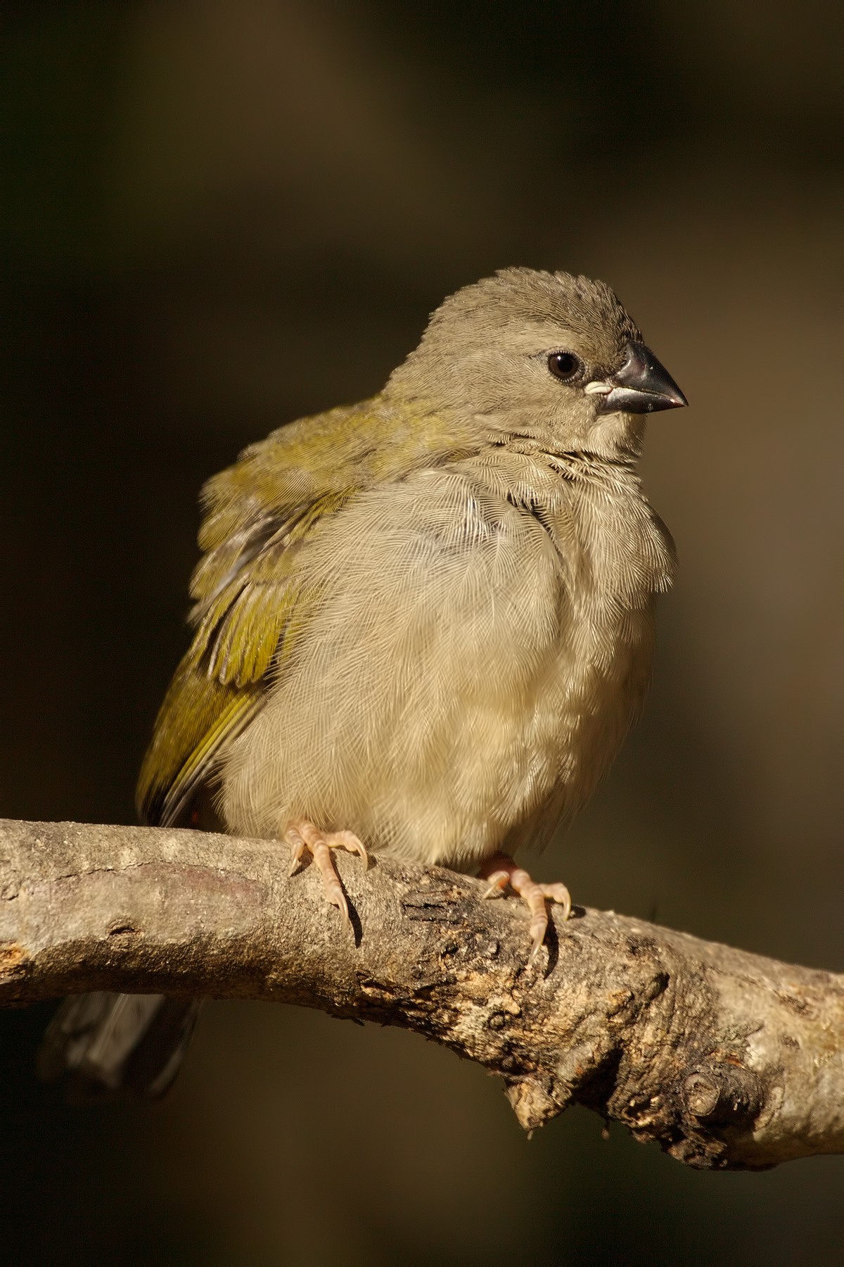 Red Browed Finch - Immature