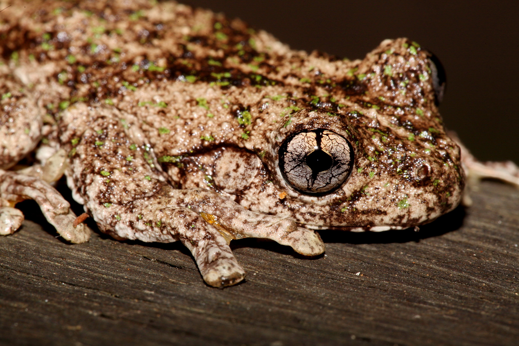 Perons Tree Frog