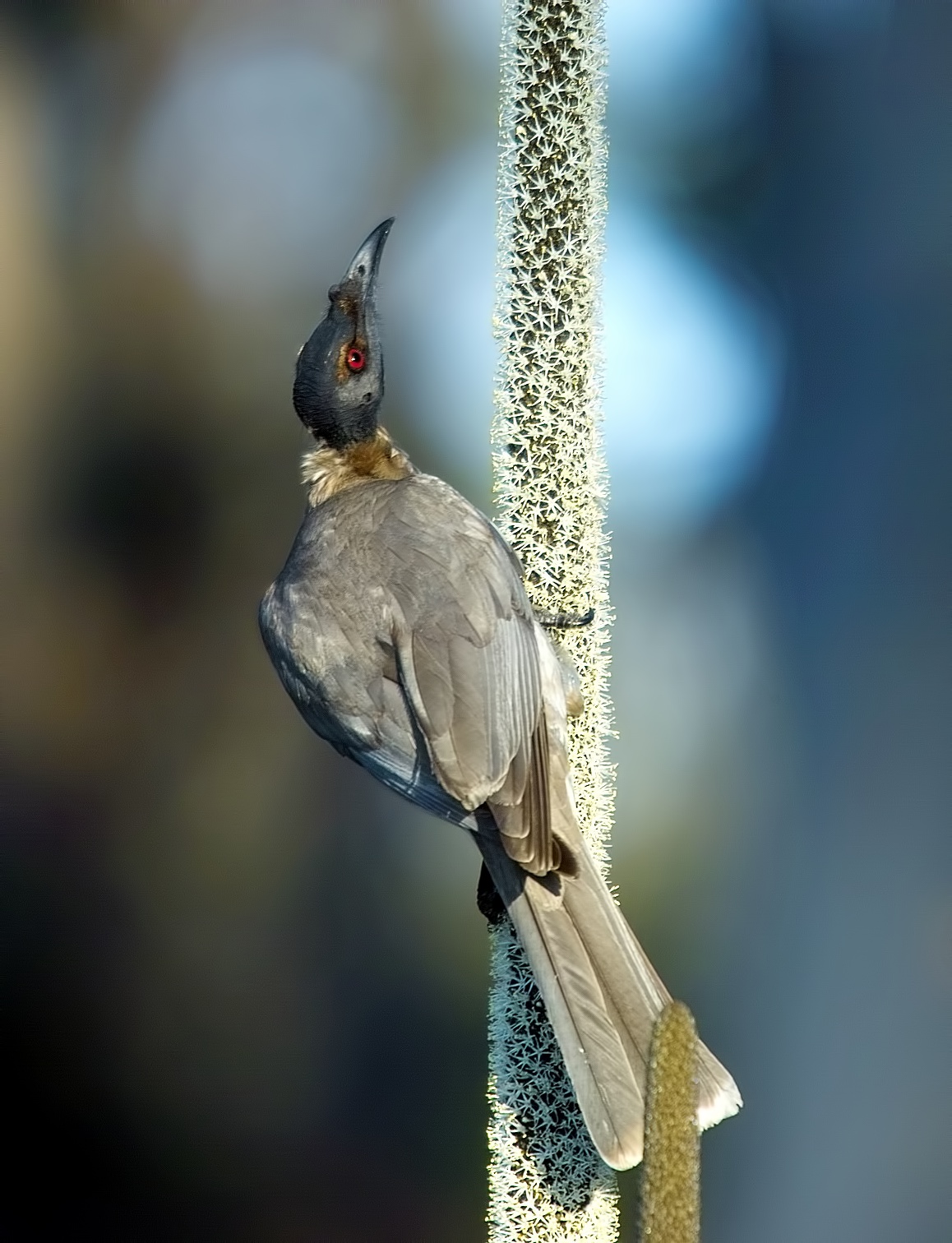 Friar Bird on Grass Tree Flower