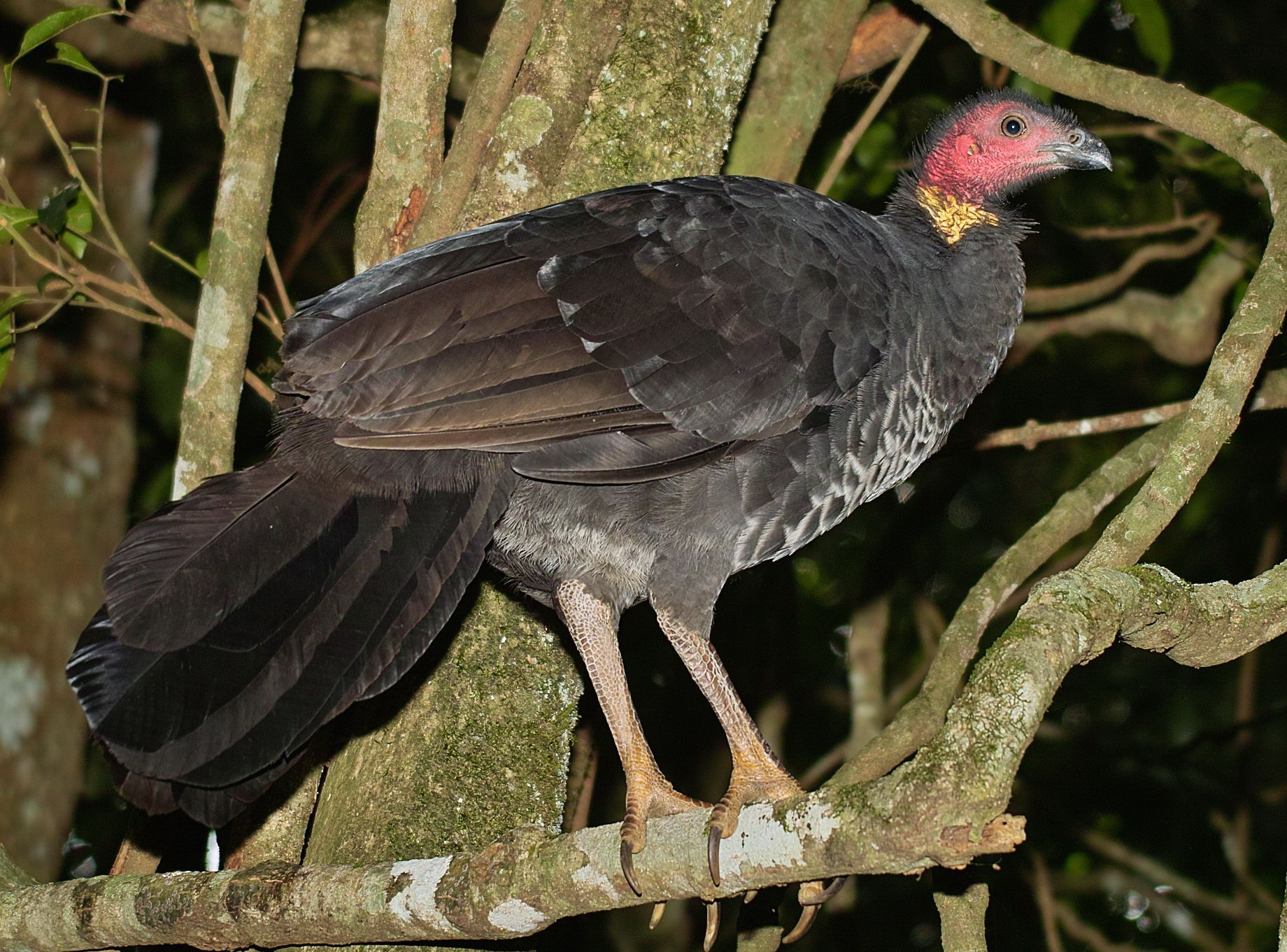 Scrub Turkey