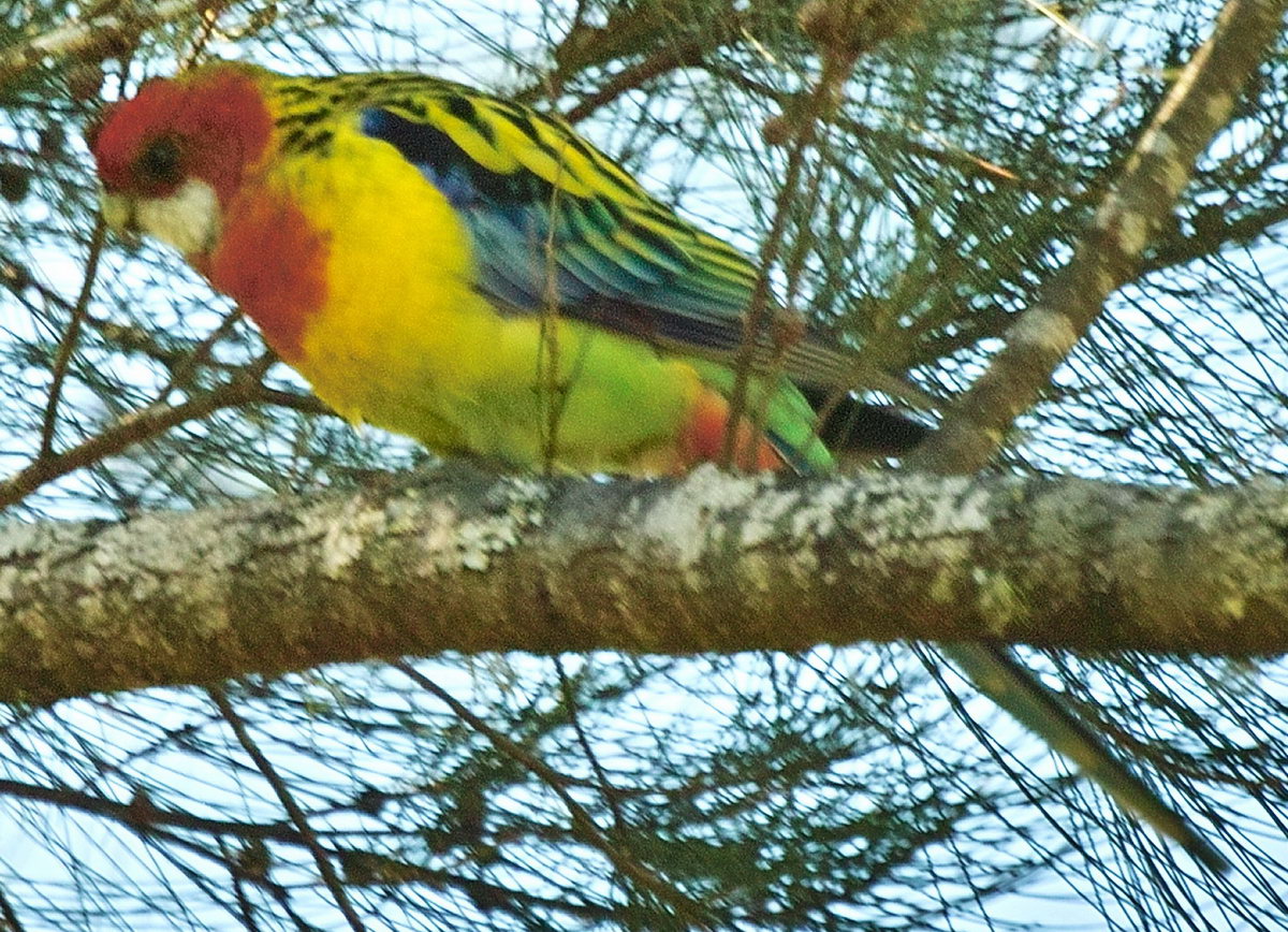 Eastern Rosella