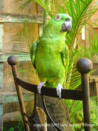 lorenzo at san sebastian, antigua, guatemala