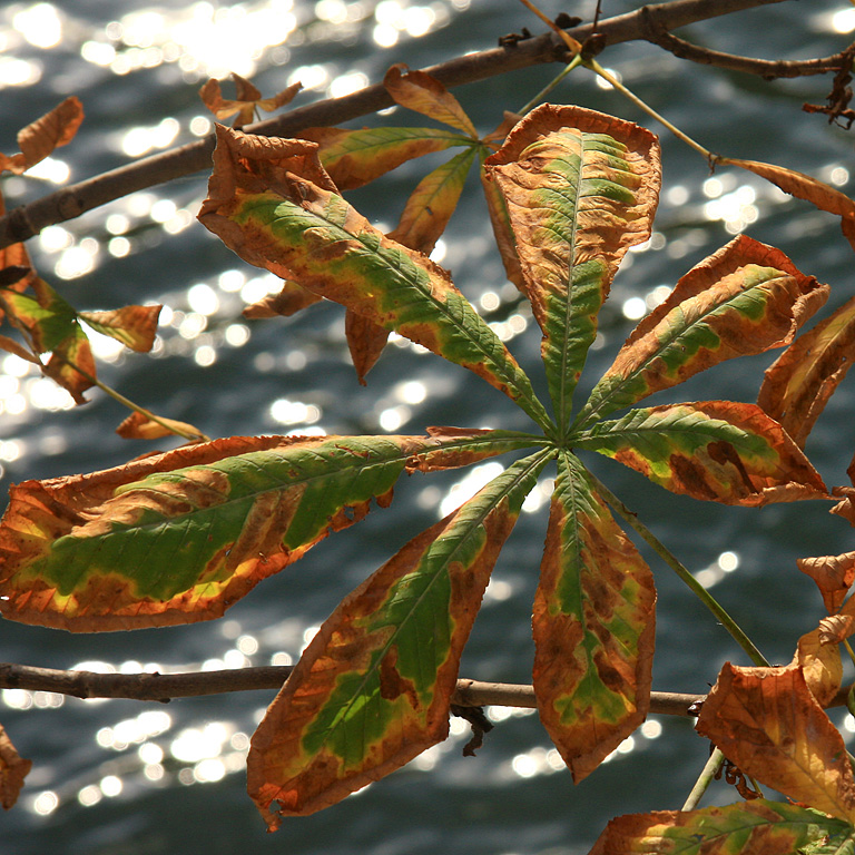 Feuille dautomne