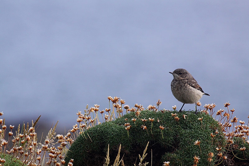 Oiseau Juvenile