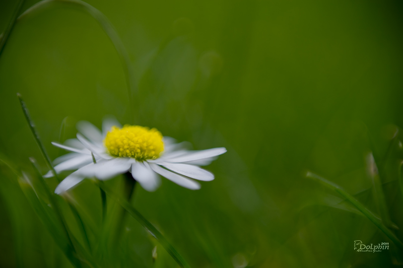 Marguerite