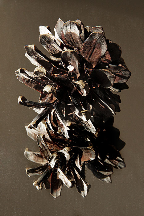 Pomme(s) de pin