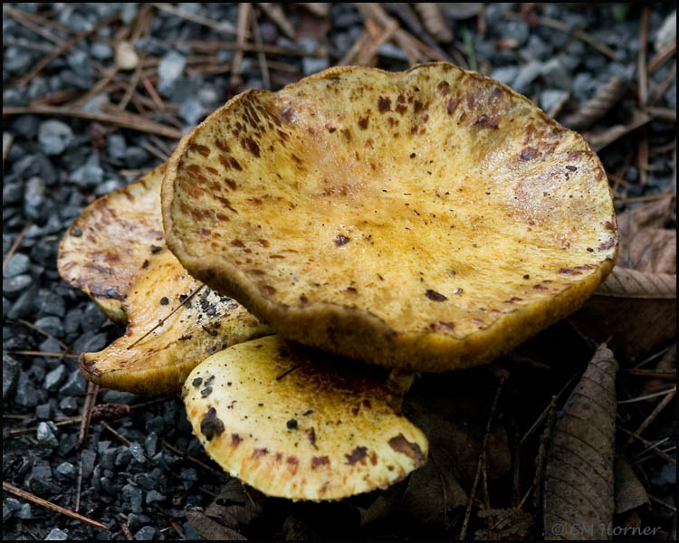 1535 Mushrooms.jpg