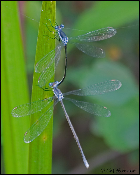 1754 Northern Spreadwing?.jpg