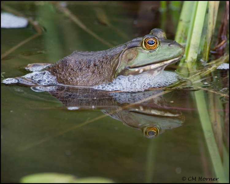 1791 Bullfrog.jpg