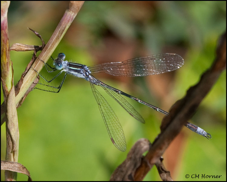 3452 Northern Spreadwing male.jpg