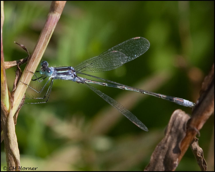 3455 Northern Spreadwing male.jpg
