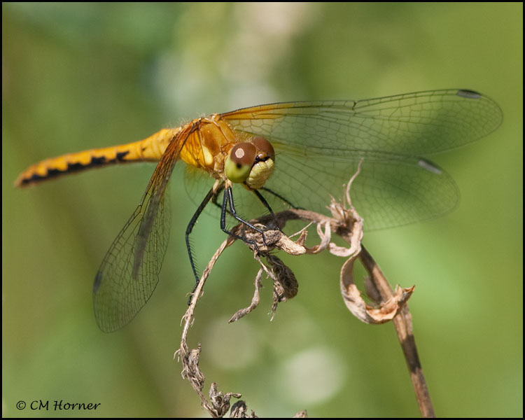3503 Band-winged Meadowhawk female.jpg