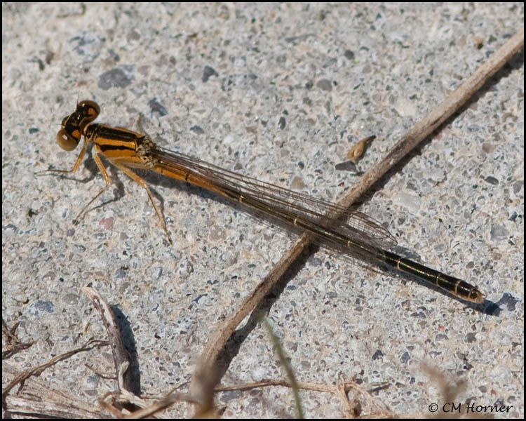 3576 Eastern Forktail immature female.jpg