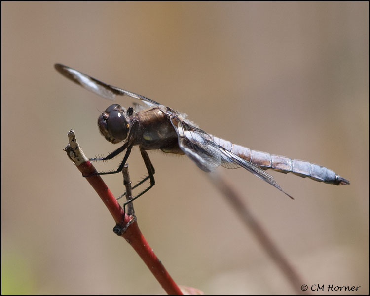 3590 Twelve-spotted Skimmer male.jpg