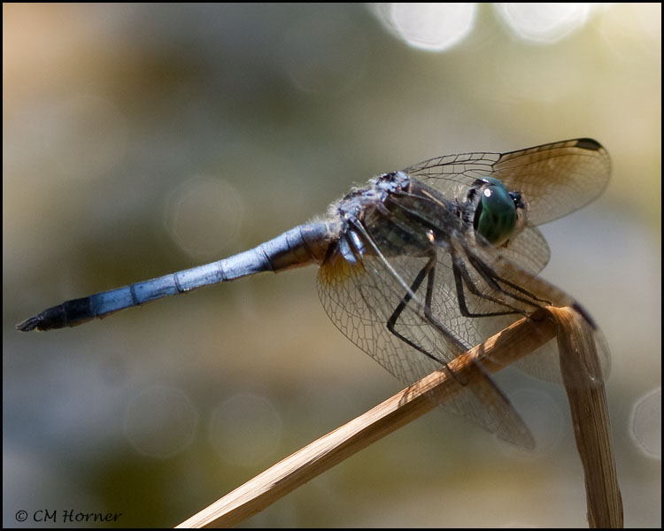 3643 Blue Dasher male.jpg