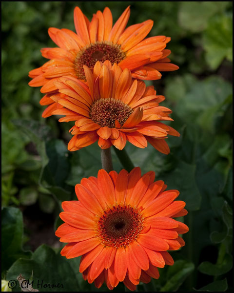3719 Gerbera Daisy.jpg