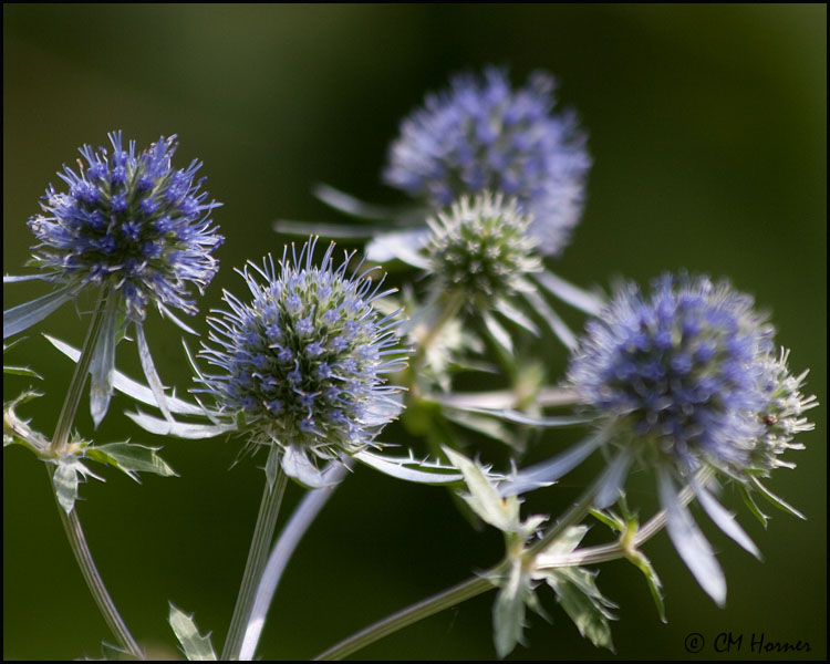 3740 Sea Holly.jpg