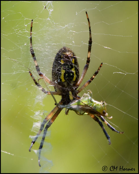 3829 Black and Yellow Argiope spider female ventral with prey.jpg