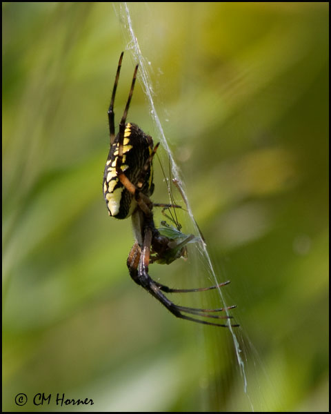 3832 Black and Yellow Argiope Spider female.jpg