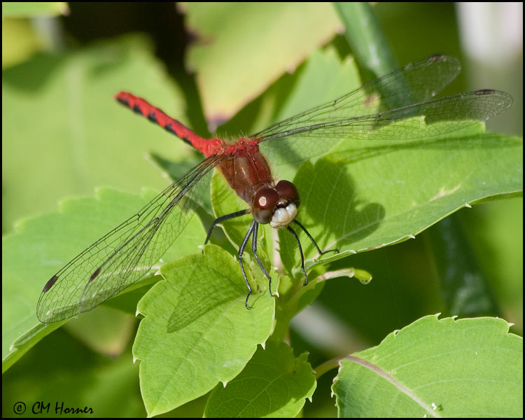 3848 White-faced Meadowhawk male.jpg