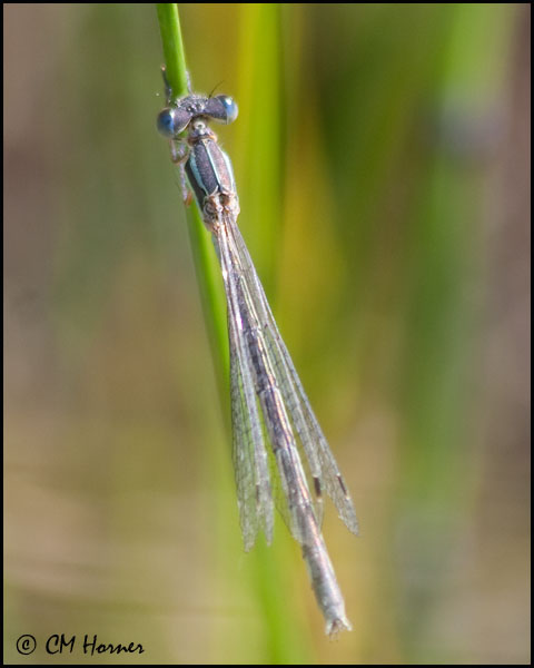 3885 Lyre-tipped Spreadwing female confirm id.jpg