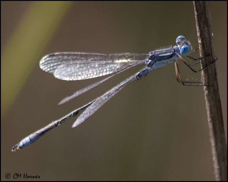 3900 Lyre-tipped Spreadwing male