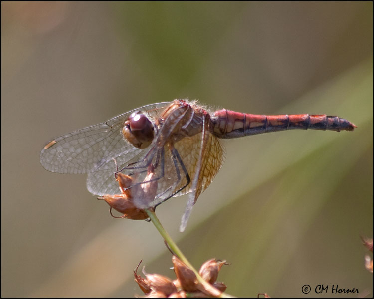 3948 Band-winged Meadowhawk.jpg