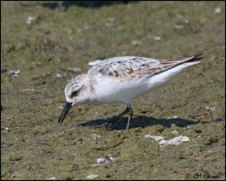 4048 Sanderling.jpg