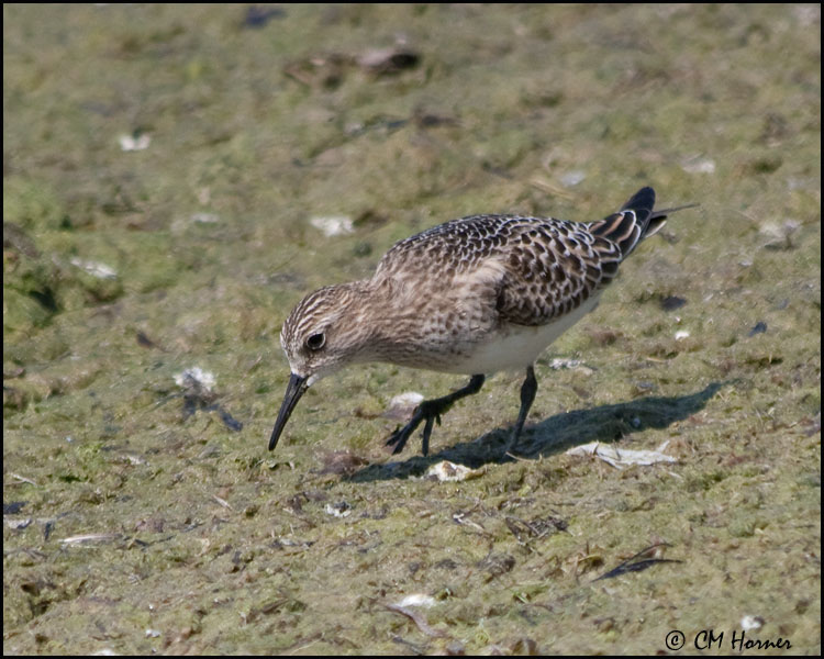 4074 Bairds Sandpiper.jpg