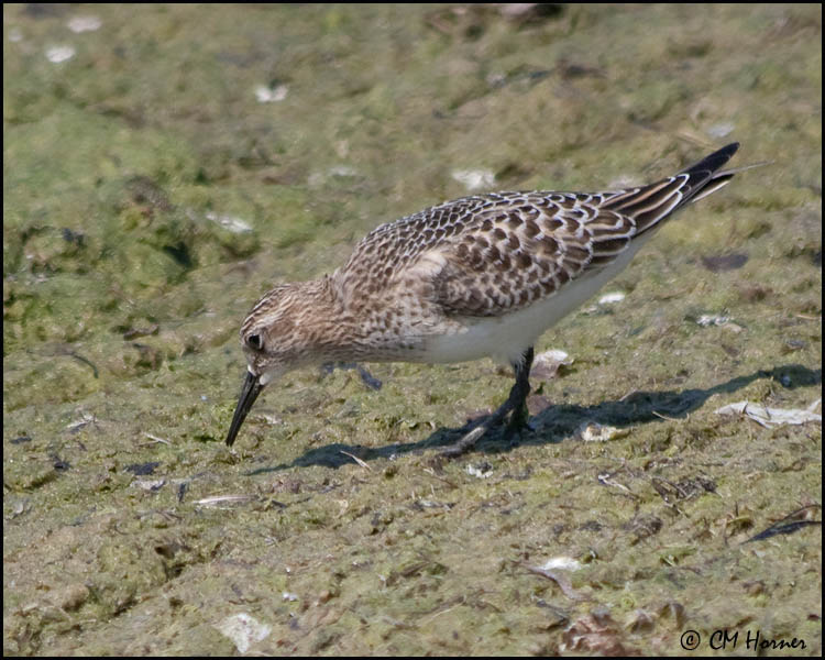 4075 Bairds Sandpiper.jpg