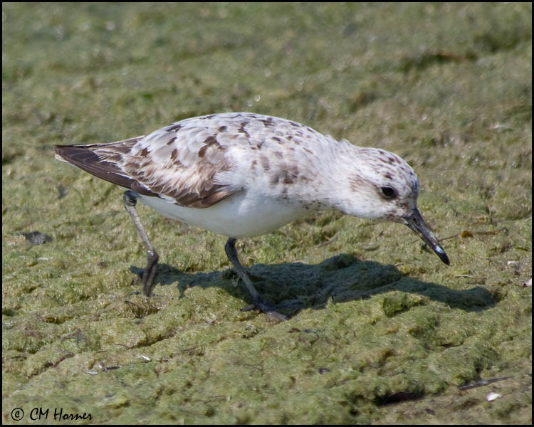 4100 Sanderling.jpg