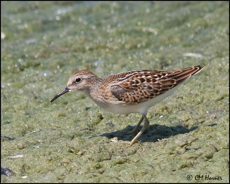 4115 Least Sandpiper.jpg