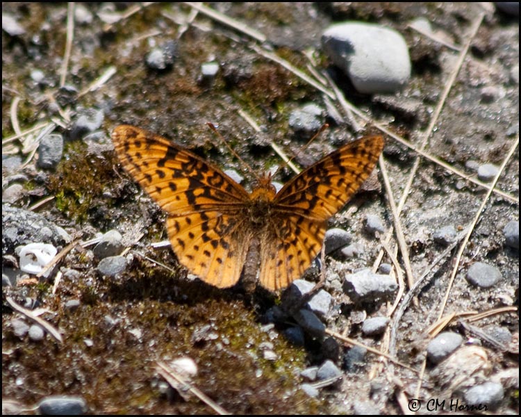 4165 Meadow Frittilary.jpg