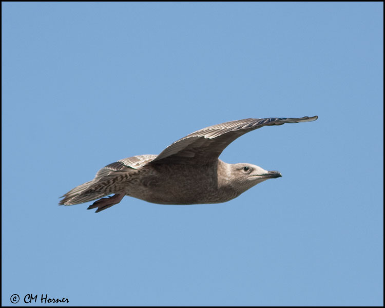 4239 Herring Gull 1st winter.jpg