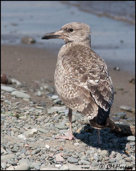 4270 Great Black Backed Gull immature