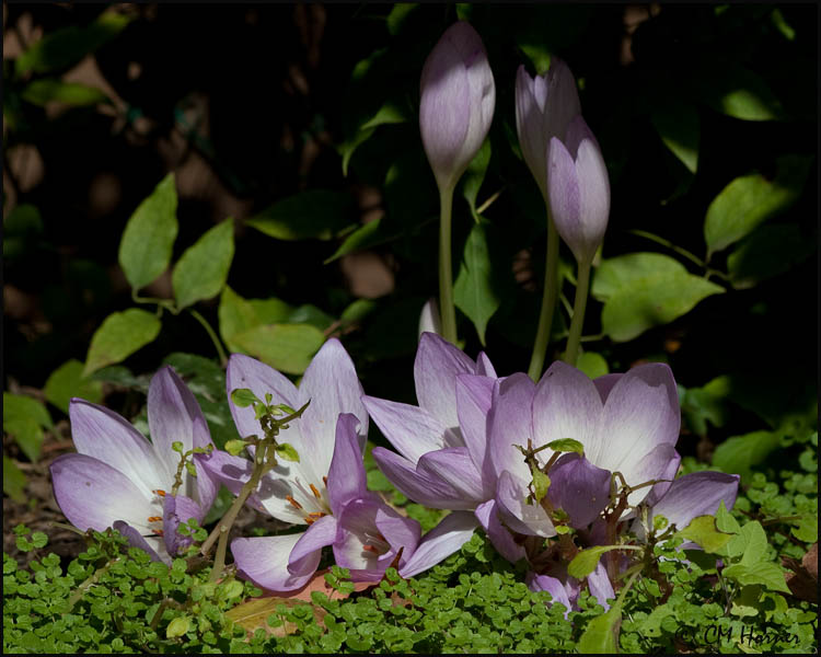 4444 Fall Crocus.jpg