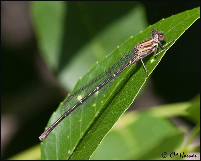 1457 Damselfly id.jpg