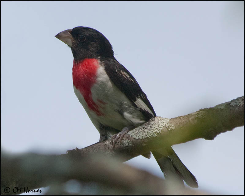 1765 Rose-breasted Grosbeak male.jpg