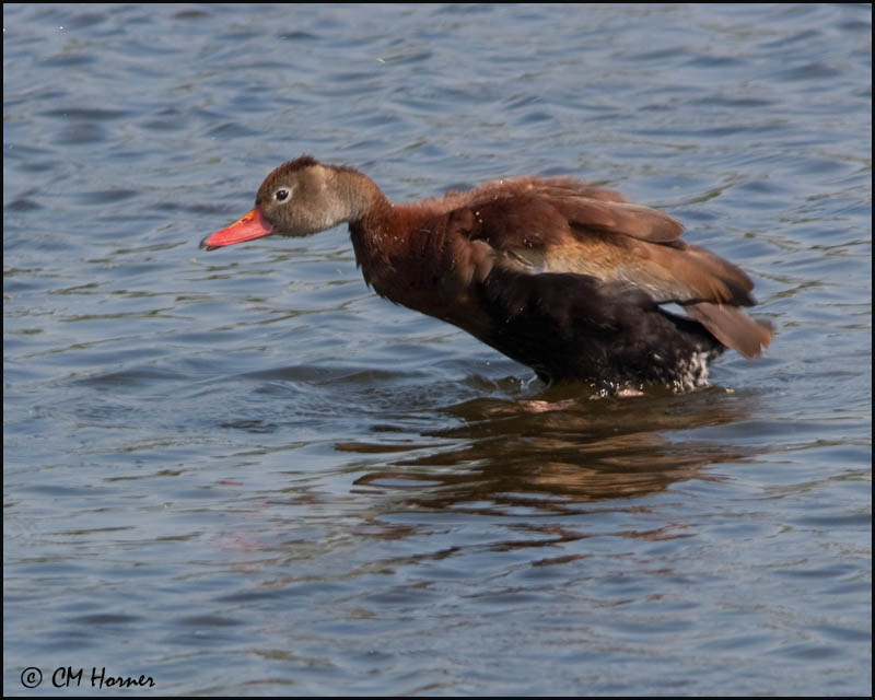 1878 Black-bellied Whistling-Duck.jpg