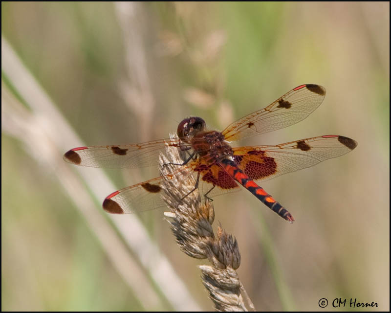 1921 Calico Pennant mature male.jpg