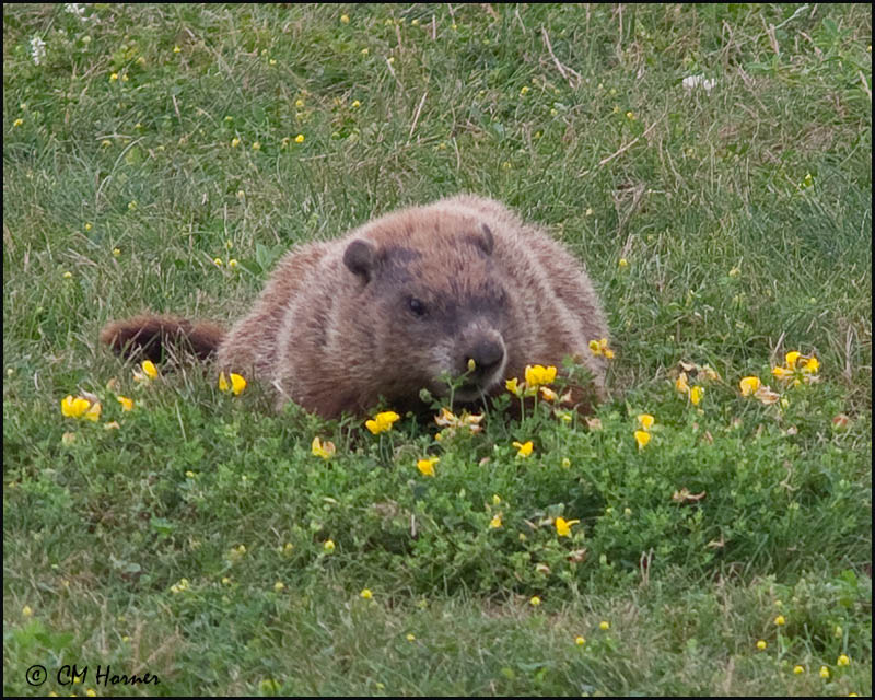 1935 Woodchuck.jpg