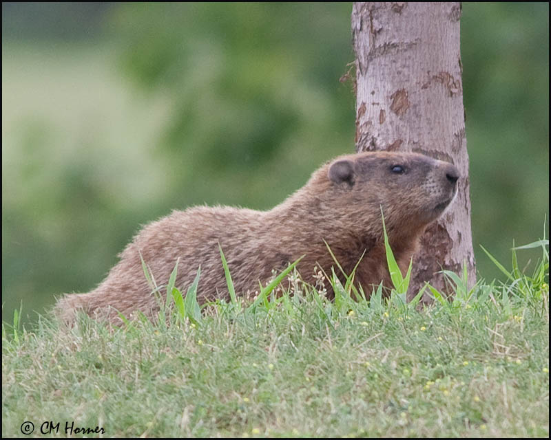 1942 Woodchuck.jpg